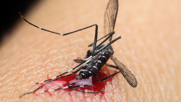 Illustration for article titled Put Your Mind At Ease: 8 Mosquitoes That For Sure Don’t Have Zika